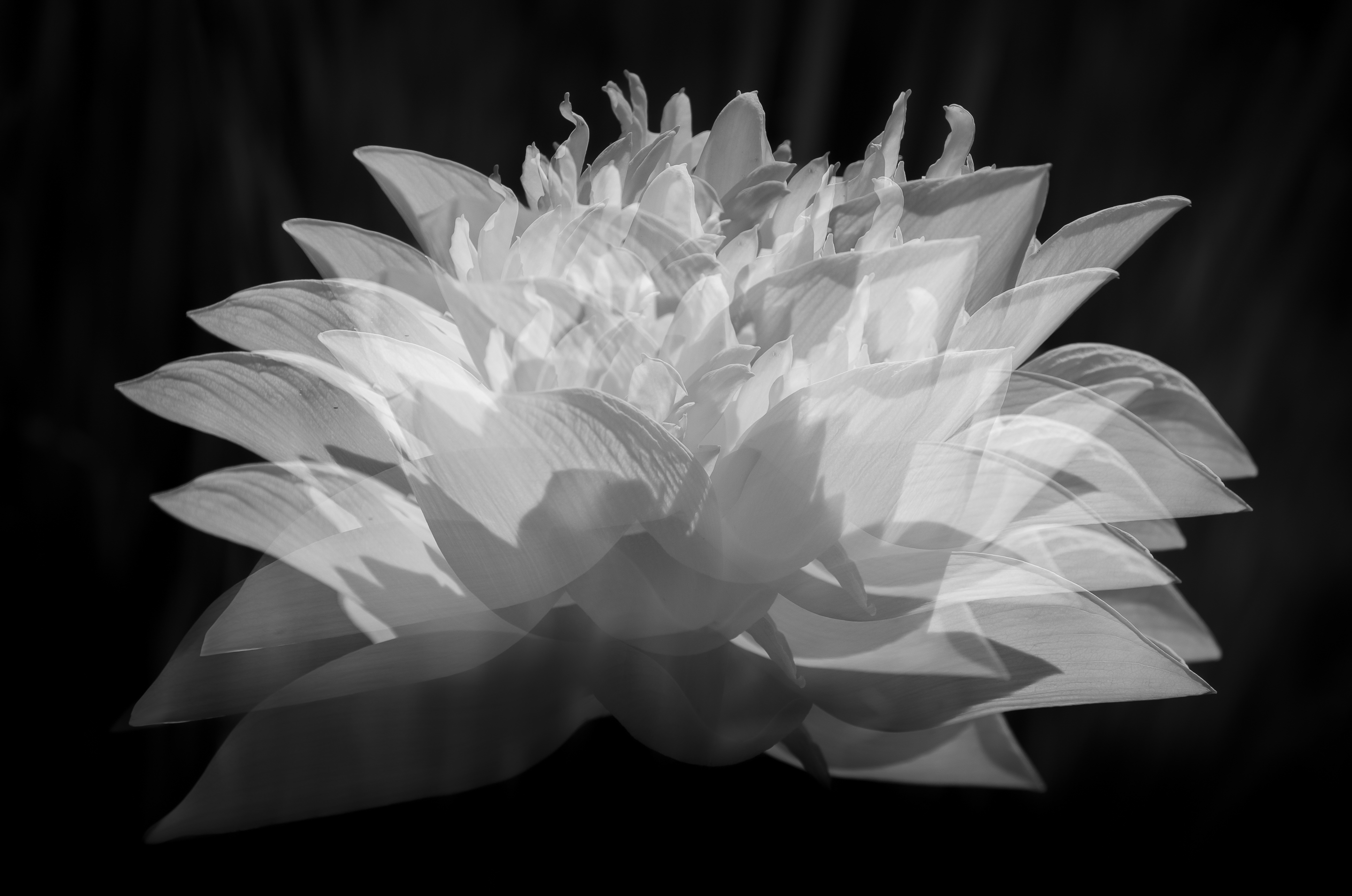 2nd PrizeOpen Mono In Class 3 By Deb Payette For Dancing Lily ICM SEP-2025.jpg